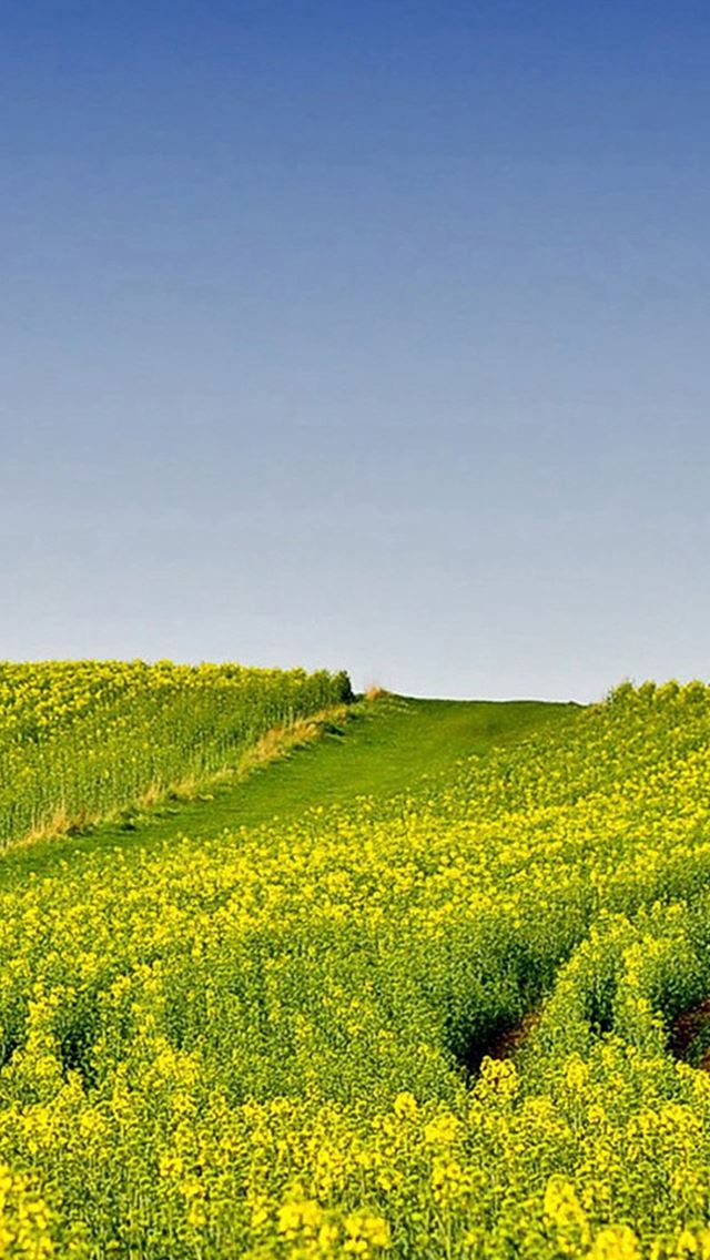 640x1136 Nature Wide Cole Flowers Field - bright iPhone Wallpaper