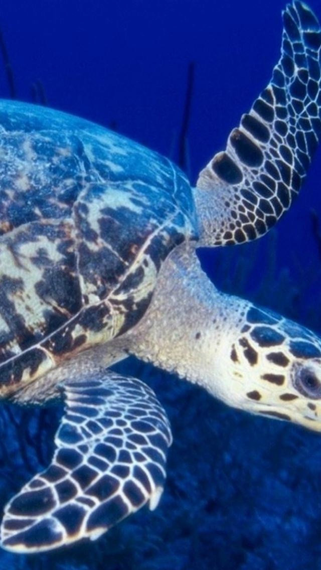 640x1136 Huge Old Sea Turtle Macro - undersea iPhone Wallpaper