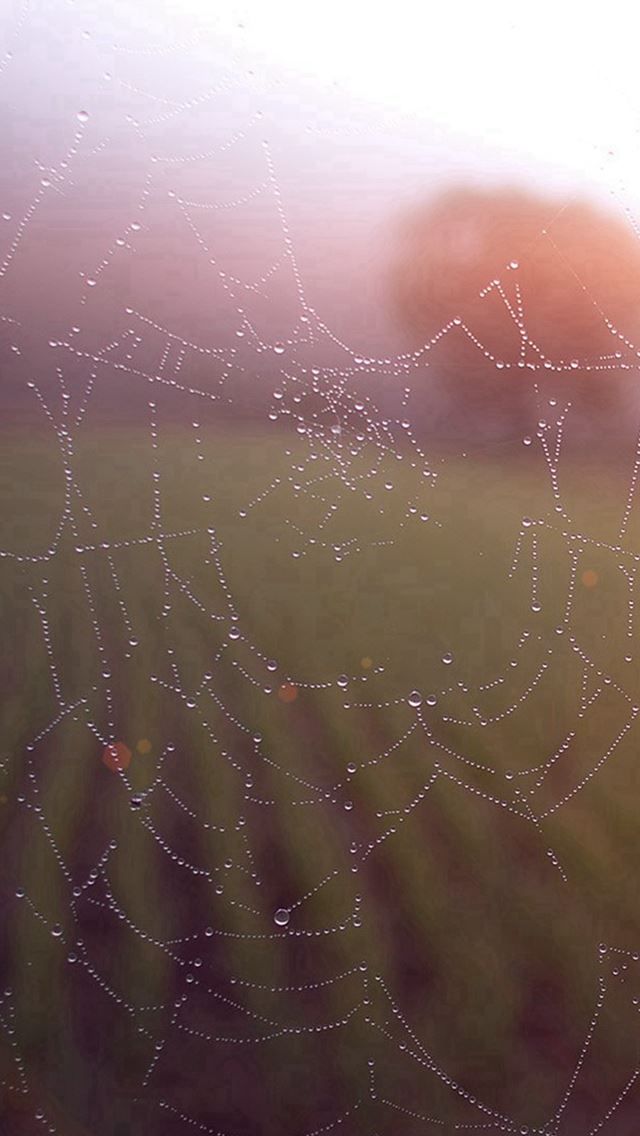 640x1136 Morning Dew Spider Web Rain Water Nature Flare - spider iPhone Wallpaper