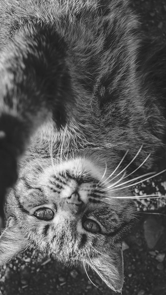 640x1136 Cat Cute Dark Lying Animal Nature - lying iPhone Wallpaper
