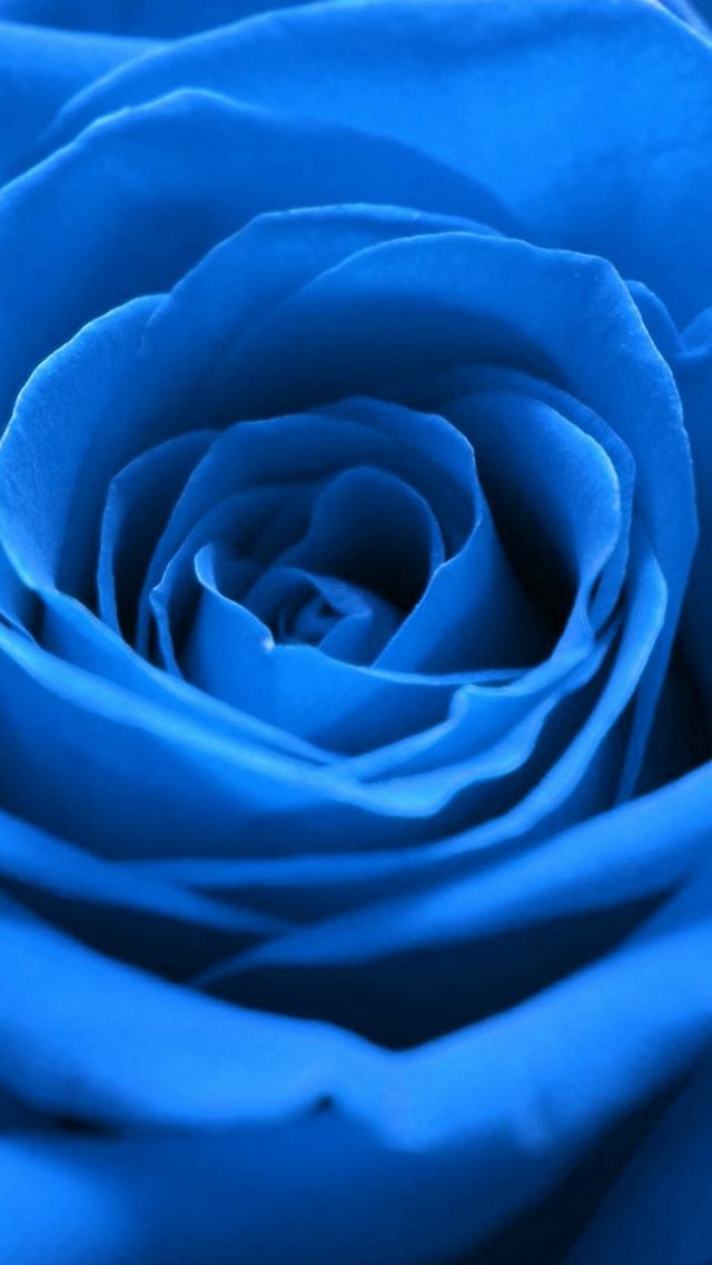 640x1136 Rose Flower Blue Nature Macro - beautiful iPhone Wallpaper