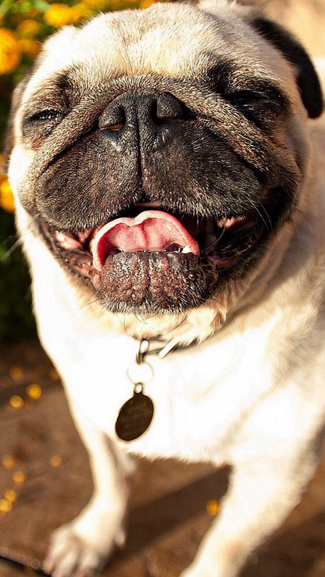 Cute Pug Dog Laughing iPhone wallpaper 