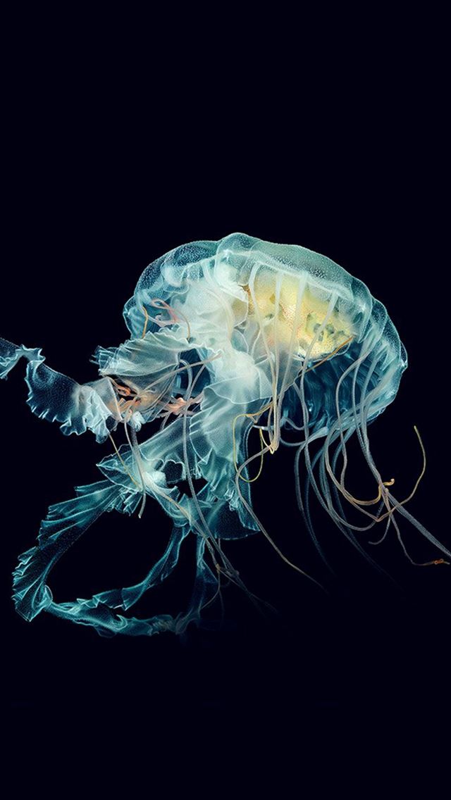 640x1136 Apple Watch Wallpaper Jellyfish Art Nature Blue -  iPhone Wallpaper