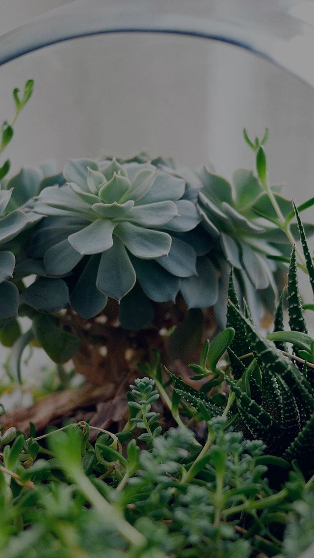 640x1136 Flower Green House Vase Nature Art Dark - vase iPhone Wallpaper