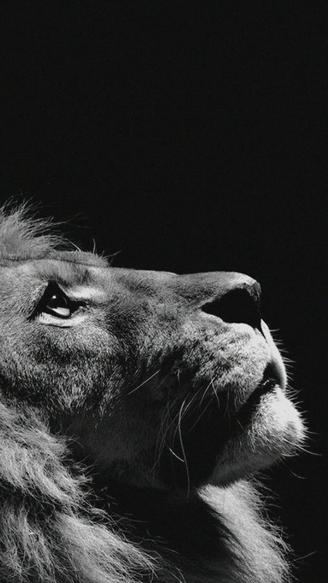 640x1136 Lion Looking Sky Animal Nature Dark Photo -  iPhone Wallpaper