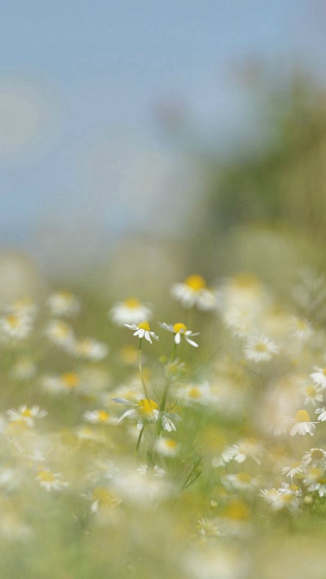 640x1136 Flower Bokeh White Spring Nature - bokeh iPhone Wallpaper