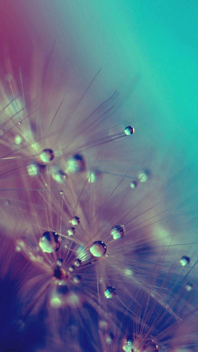 640x1136 Dandelion Water Drops Closeup - pure iPhone Wallpaper