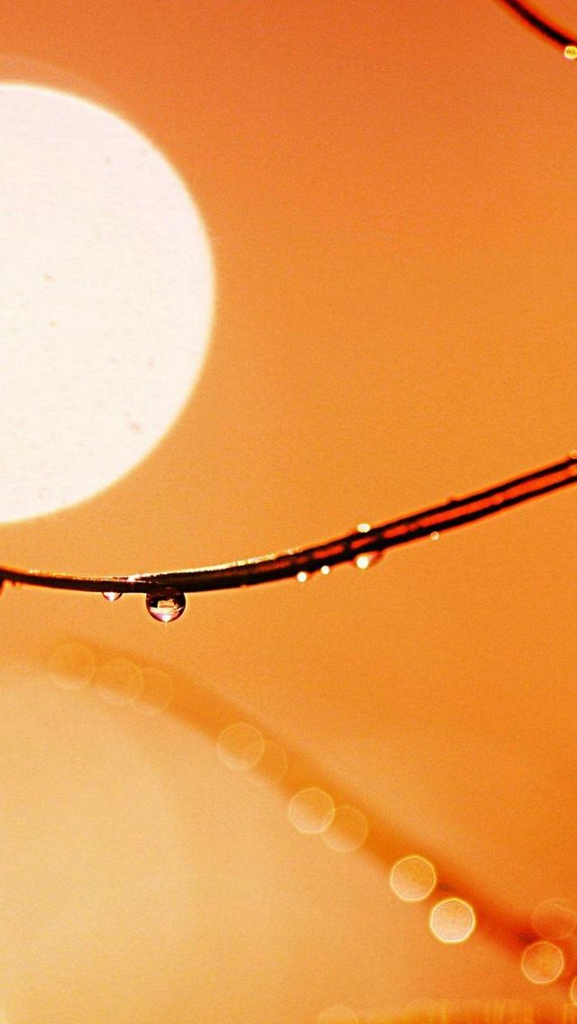 640x1136 Macro Drops On Branch Hot Sun - bokeh iPhone Wallpaper
