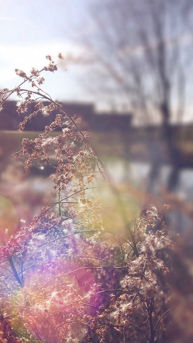 640x1136 Sad Day Flower Nature Flare - yellow iPhone Wallpaper