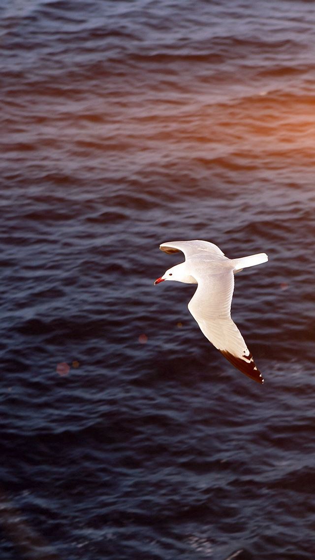 640x1136 Seagull Bird Sea Ocean Animal Nature Flare - bird iPhone Wallpaper