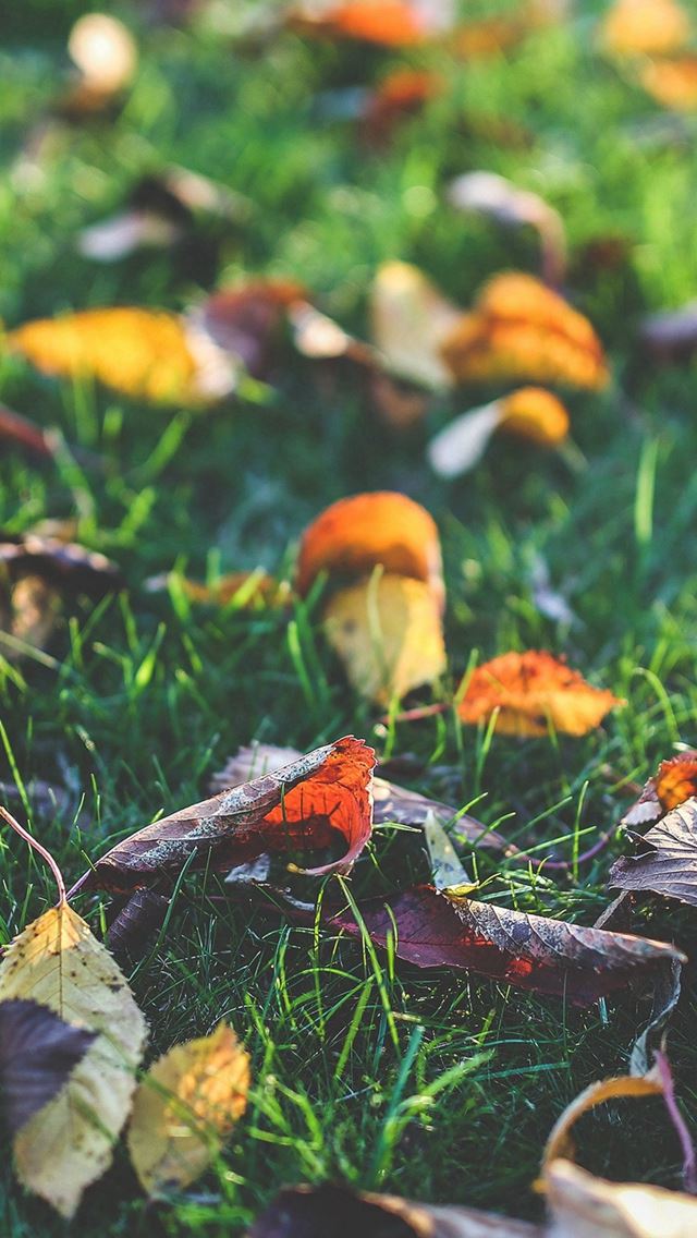 640x1136 Fall Leaf Nature Green Backyard - shadow iPhone Wallpaper