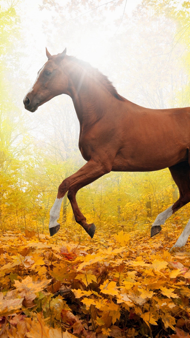 Wild Horse Art Wallpapers  Horse Aesthetic Wallpapers for iPhone
