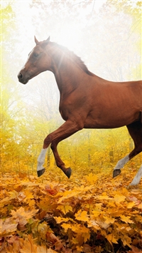 Horse Art Animal Fall Leaf Mountain Red wallpaper