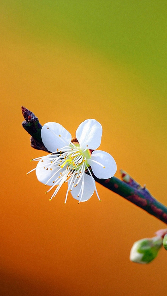 Pretty Plum Flower Spring Scene iPhone wallpaper 