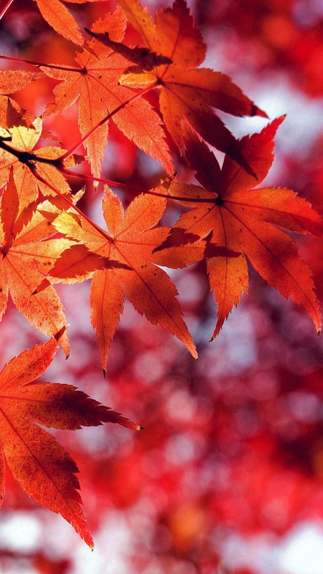 640x1136 Fall Leaf Red Mountain Bokeh - autumn iPhone Wallpaper
