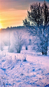 Winter Snow Forest Trail wallpaper