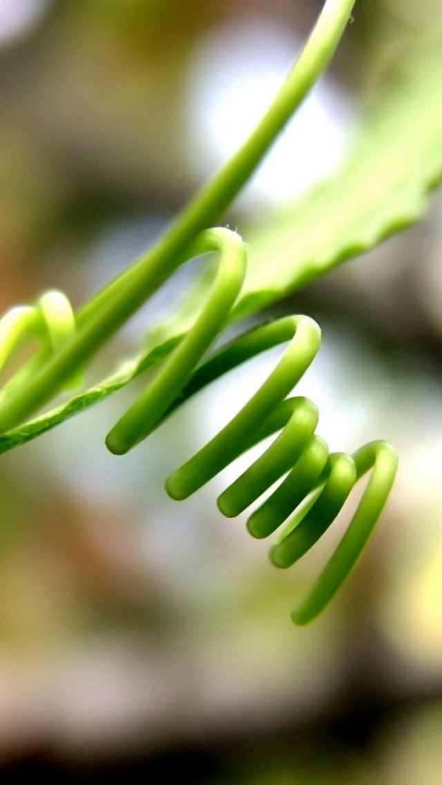 640x1136 Grass Curly Black Macro - bokeh iPhone Wallpaper