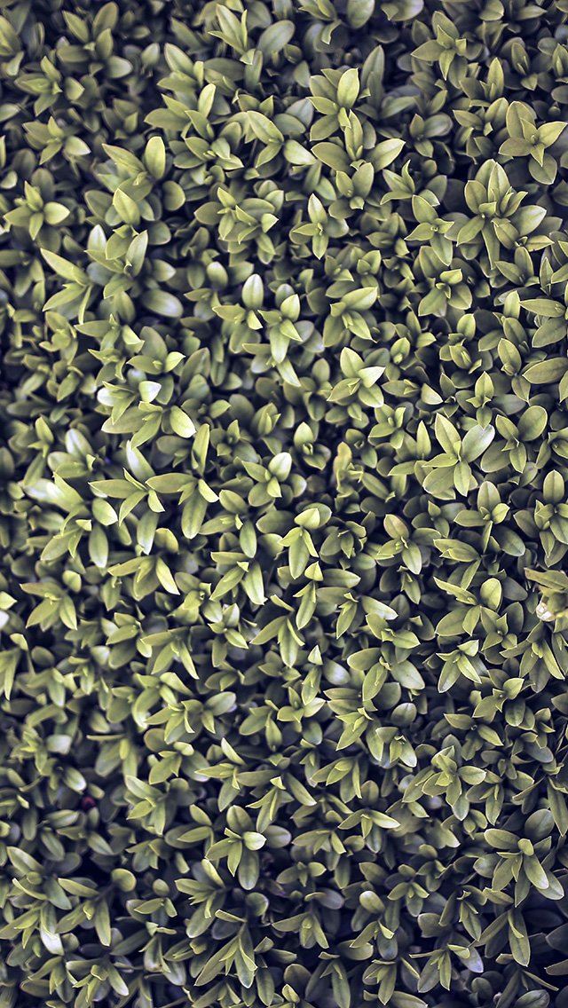 640x1136 Nature Blue Leaf Grass Garden Flower Pattern - garden iPhone Wallpaper