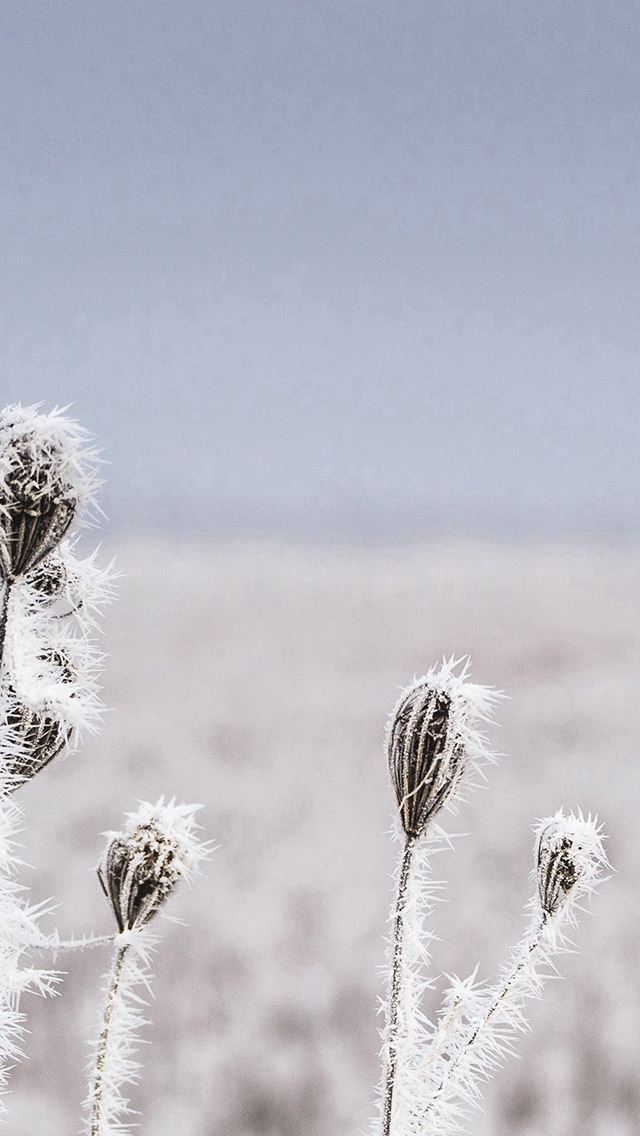 640x1136 Snow Winter Flower Bokeh Nature - weed iPhone Wallpaper