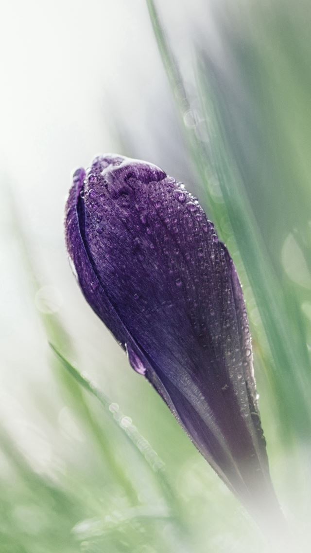 640x1136 Crocus Macro Snowdrop Blurring - bokeh iPhone Wallpaper