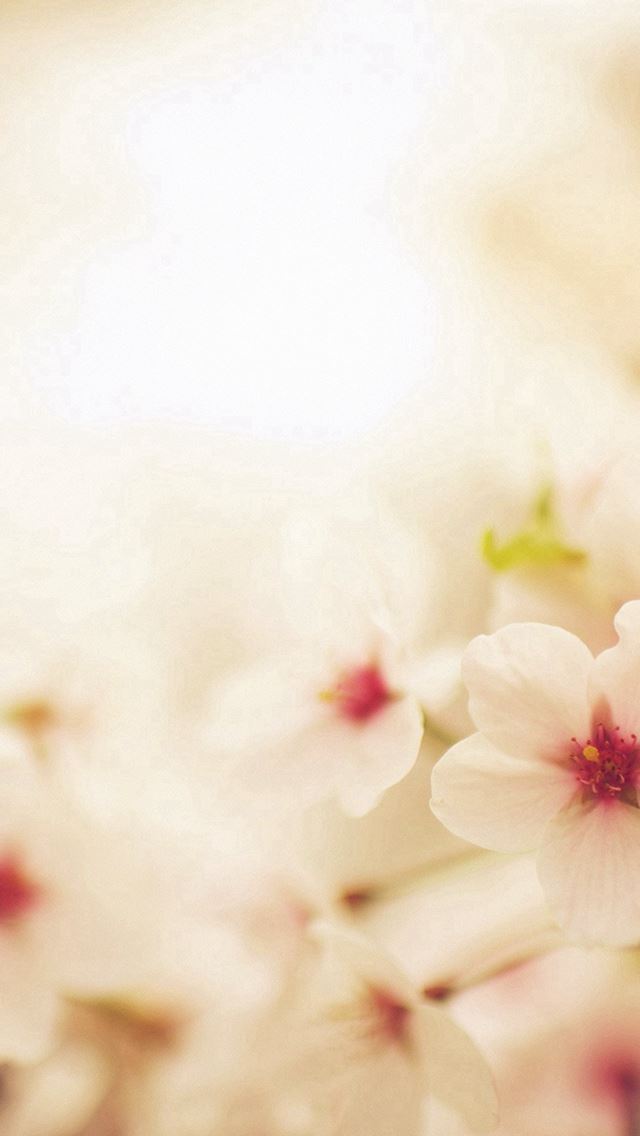 640x1136 Blossom Cherry Spring Red Sakura Nature Flower - blossom iPhone Wallpaper