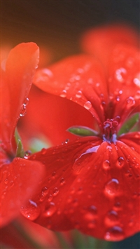 Spring Flower Party Red Nature Flare wallpaper
