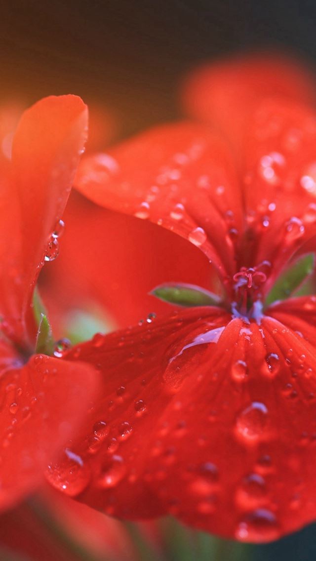 640x1136 Spring Flower Party Red Nature Flare - water drop iPhone Wallpaper