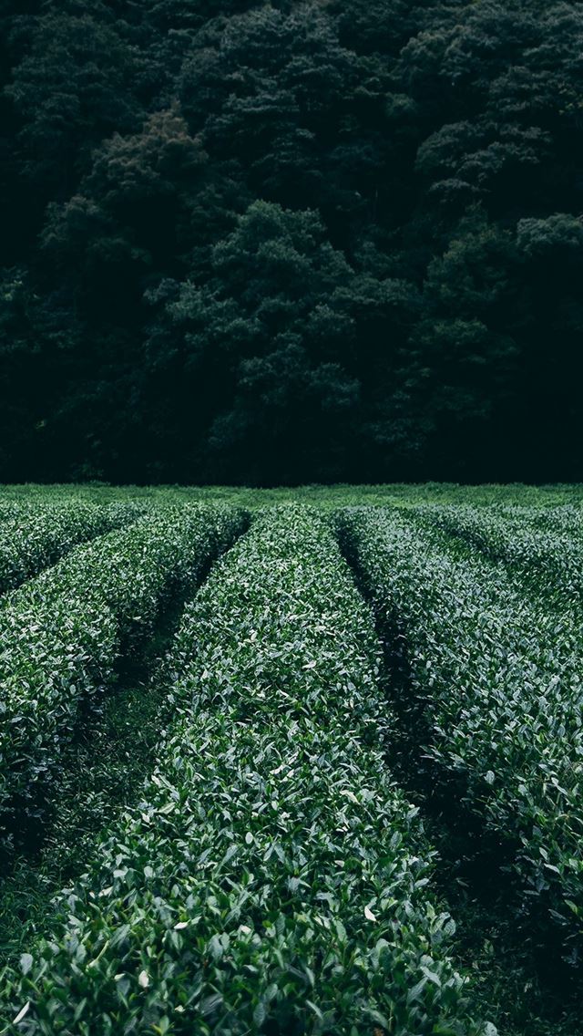 640x1136 Farm Green Nature Flower Leaf Tree - trees iPhone Wallpaper