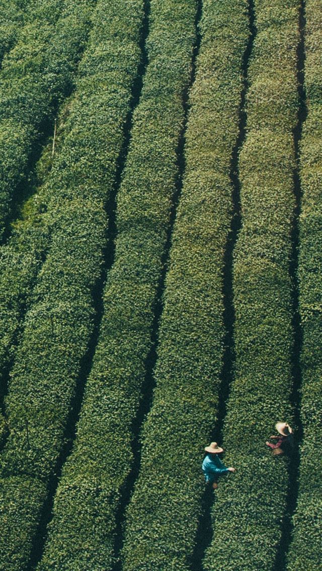 640x1136 Farmer Green Nature Field Mountain - vitality iPhone Wallpaper