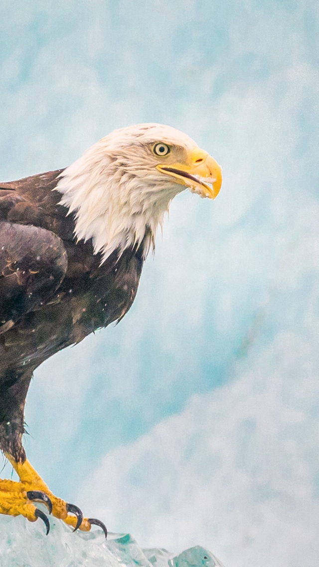Eagle Bird Predator Ice iPhone Wallpapers Free Download