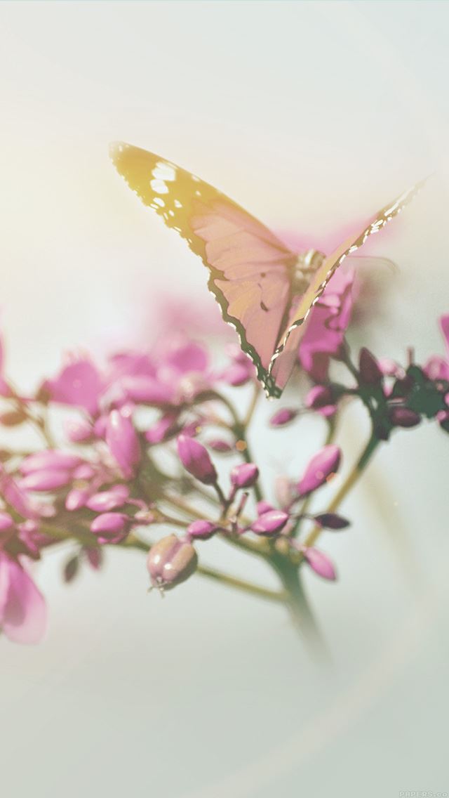 640x1136 Nature Butterfly Flower Flare Red - bokeh iPhone Wallpaper