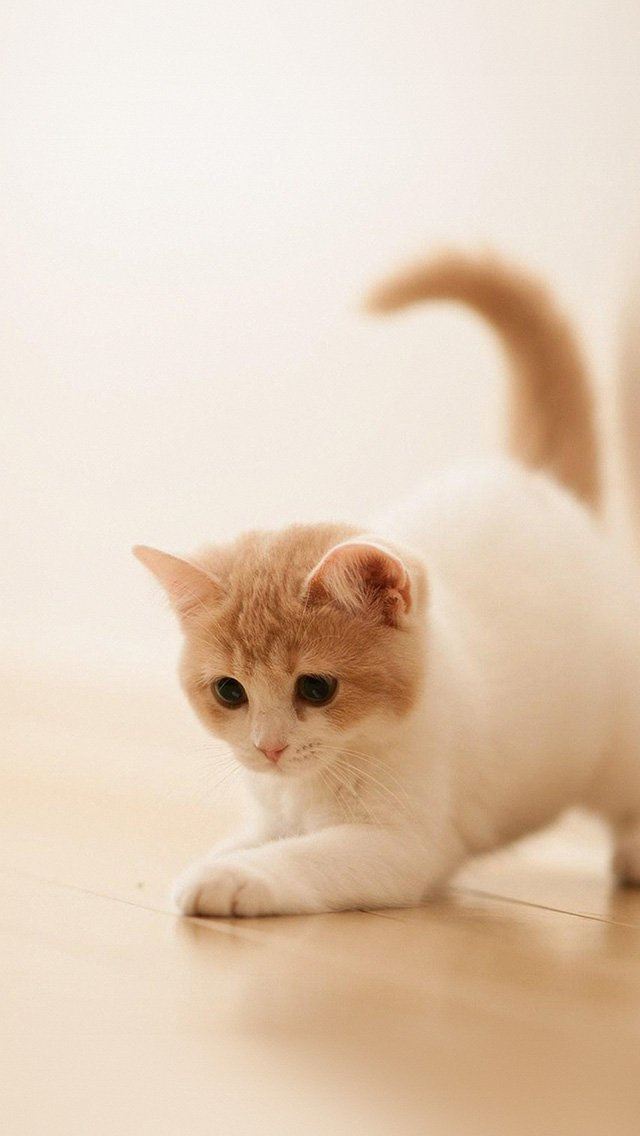 640x1136 Cute Cat Kitten Animal - play iPhone Wallpaper