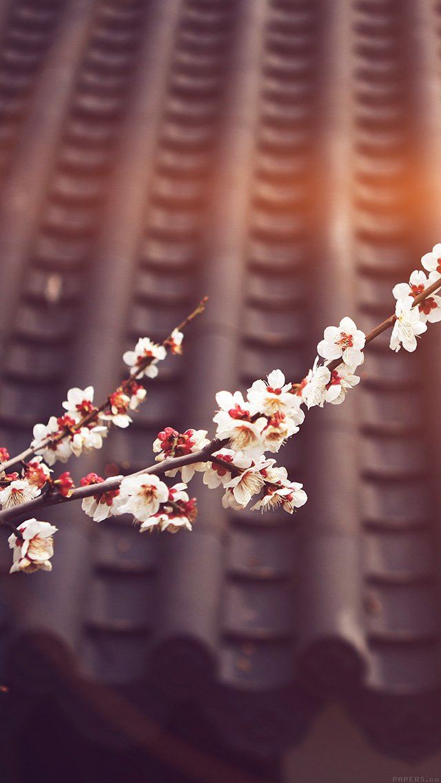 640x1136 Flower Blossom Spring Flare Fun Nature - blossom iPhone Wallpaper