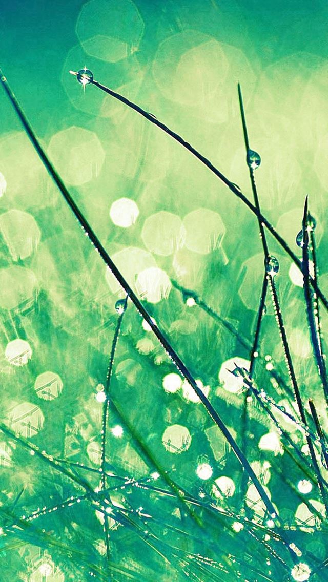 640x1136 Grass Dew Greener Leaf - natural iPhone Wallpaper