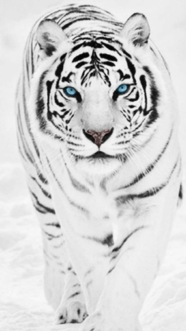 640x1136 White Wild Tiger Animal Retina -  iPhone Wallpaper