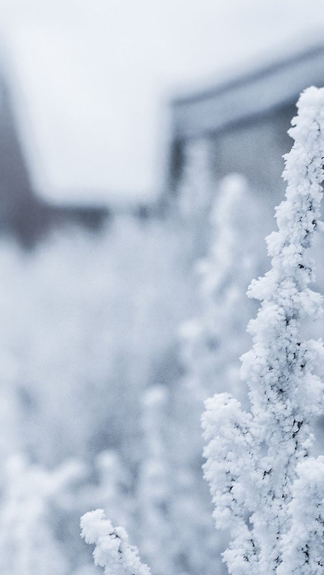 640x1136 Snow White Winter Flower - winter iPhone Wallpaper