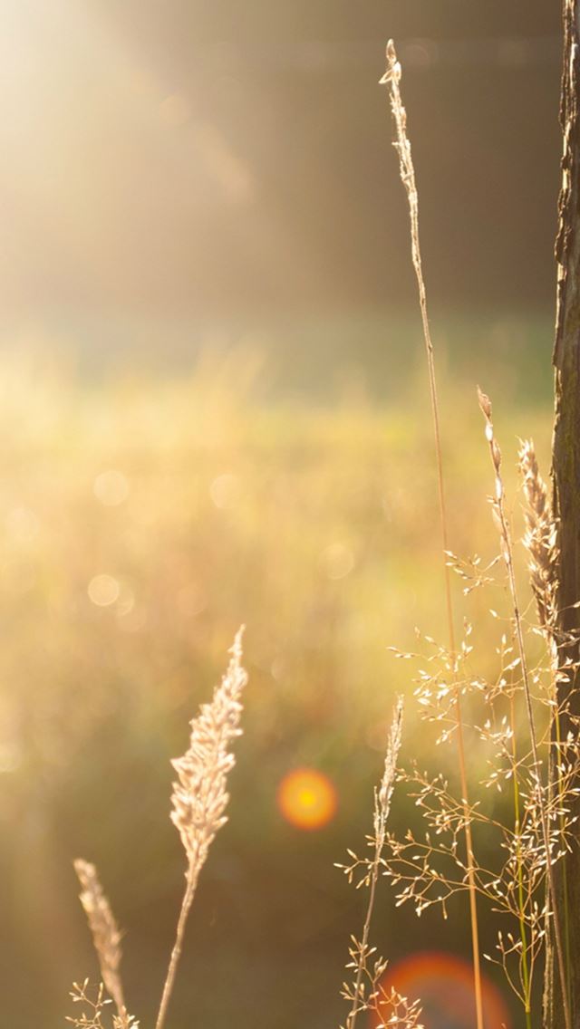 640x1136 Sunshine Field Tree Light Flare Weed - weed iPhone Wallpaper