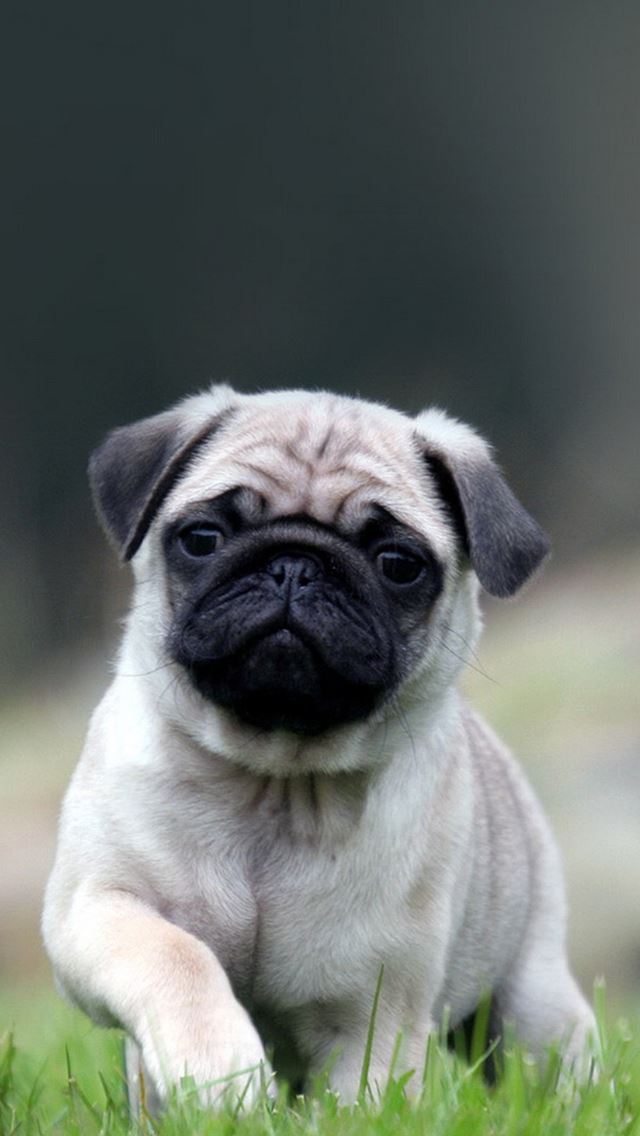 640x1136 Cute Pug Dog In Grass - walking iPhone Wallpaper