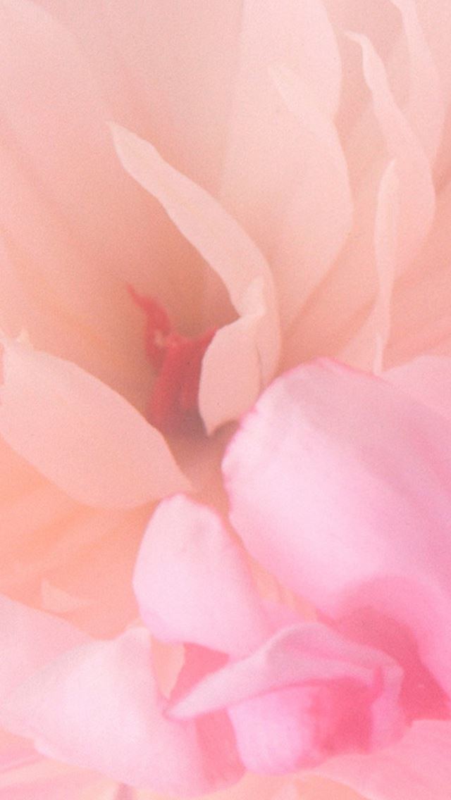 640x1136 Blooming Pink Flower - romantic iPhone Wallpaper