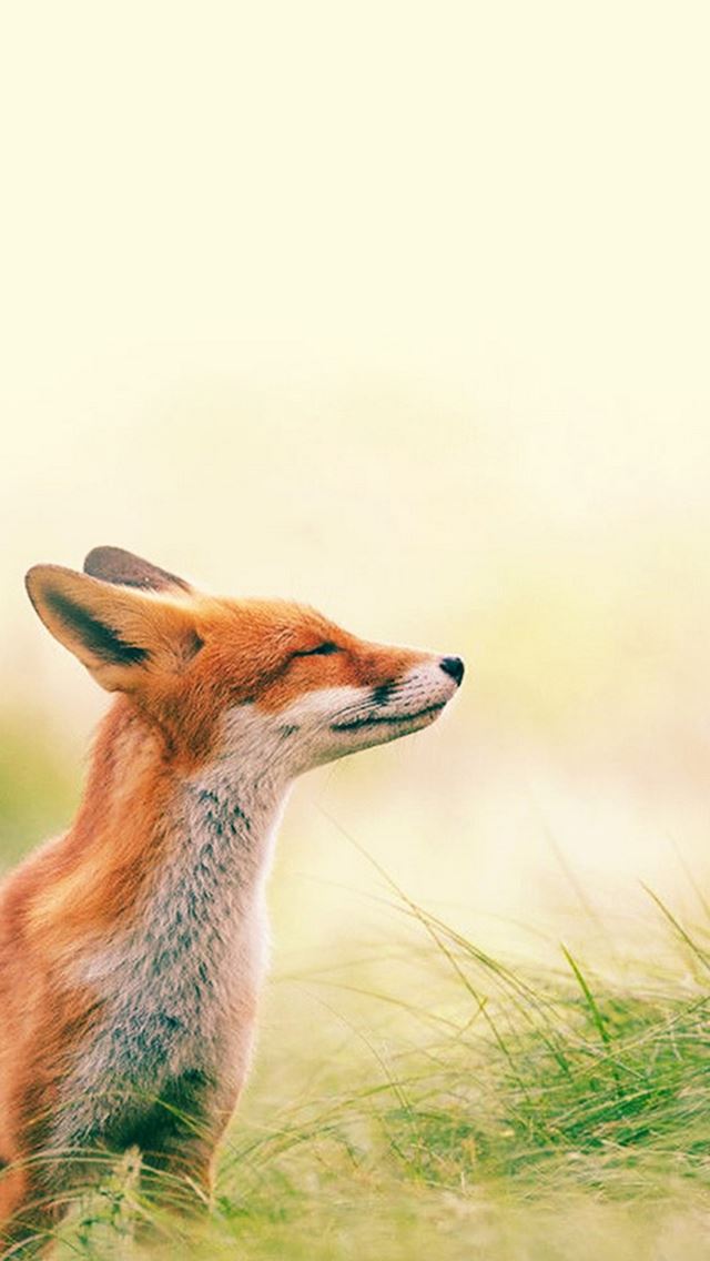 640x1136 Fox Scenting Breeze - fox iPhone Wallpaper