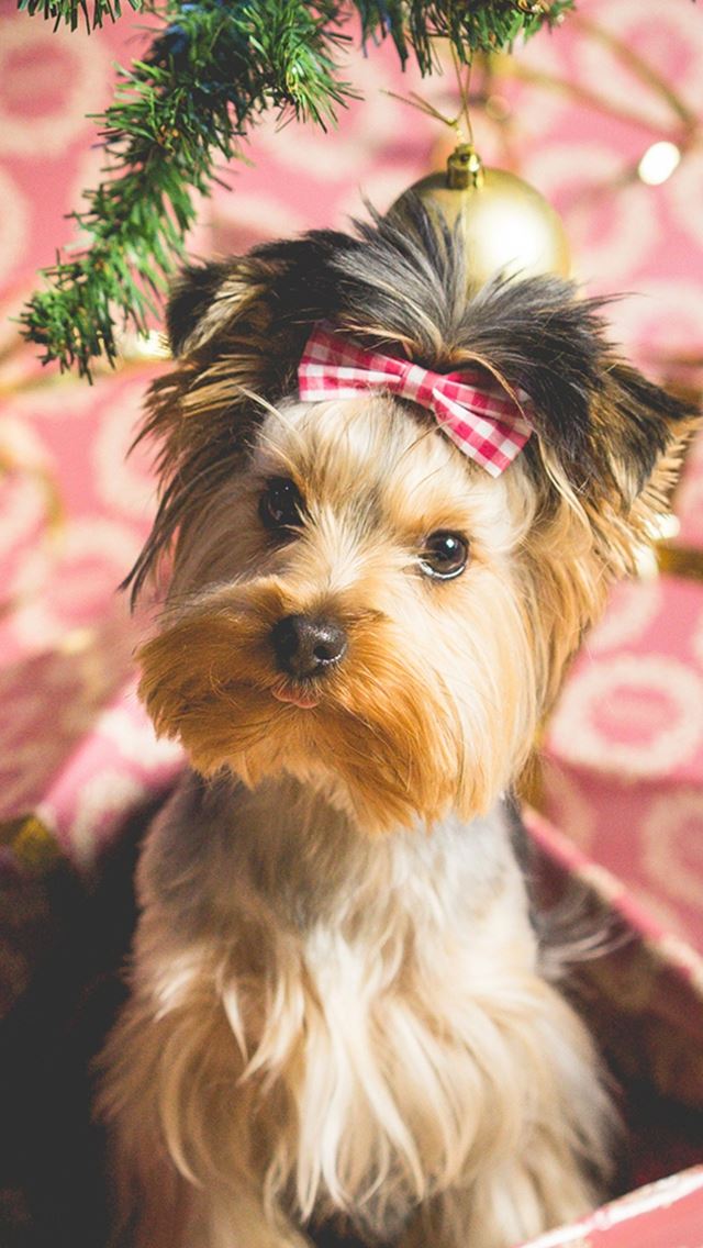 640x1136 Cute Puppy Christmas Present - tree iPhone Wallpaper
