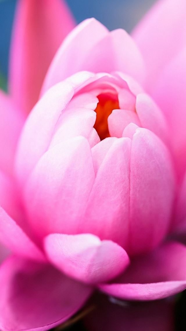 640x1136 Pink Water Lily - beautiful iPhone Wallpaper