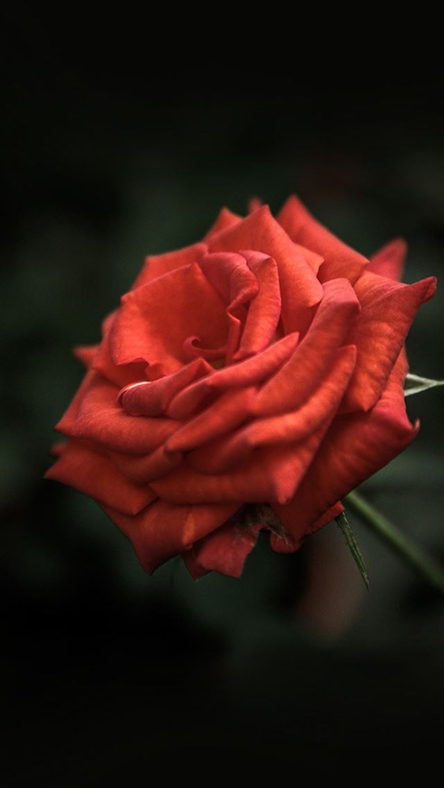 640x1136 Red Rose Flower - bokeh iPhone Wallpaper