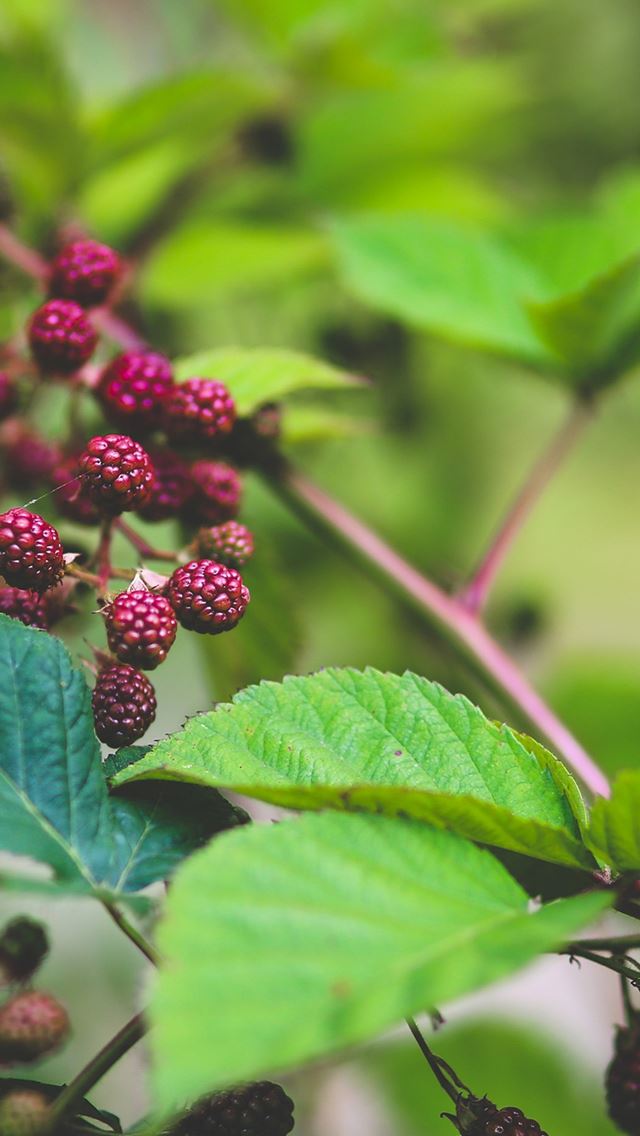 640x1136 Red Berry Bush Nature Flower - fruit iPhone Wallpaper