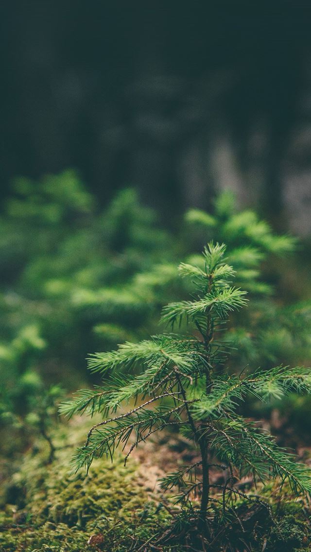 640x1136 Green Moss Flower Nature - branch iPhone Wallpaper