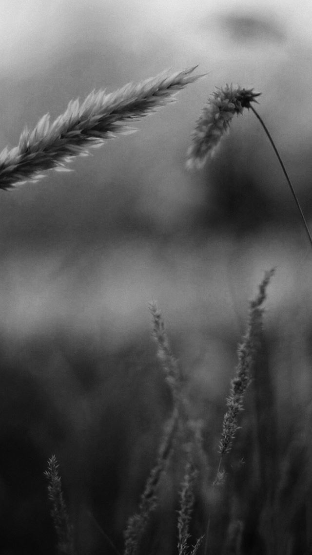 640x1136 Reed Flower Nature Field - bokeh iPhone Wallpaper