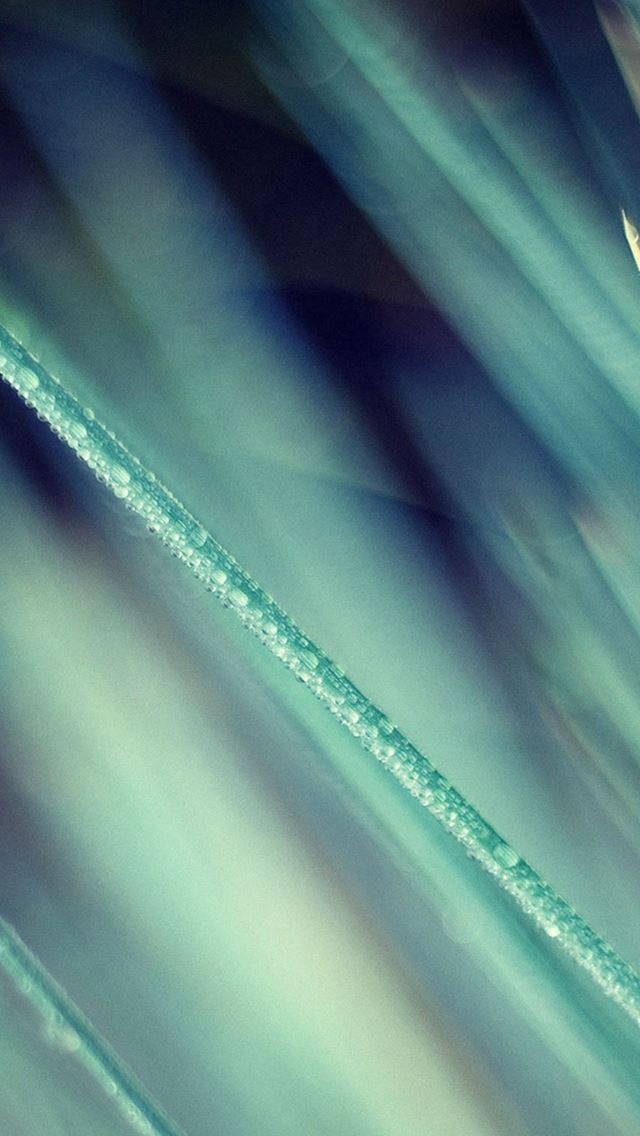 640x1136 Nature Grass Leaf Soft - branch iPhone Wallpaper