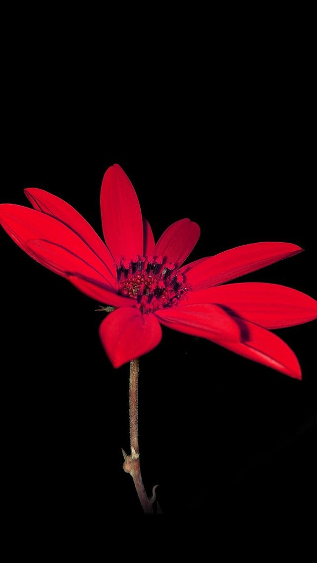 640x1136 Red Flower Macro Nature Art Dark Minimal Simple - minimal iPhone Wallpaper