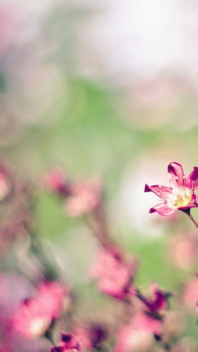 640x1136 Nature Field Pink Flowers Bokeh - beautiful iPhone Wallpaper