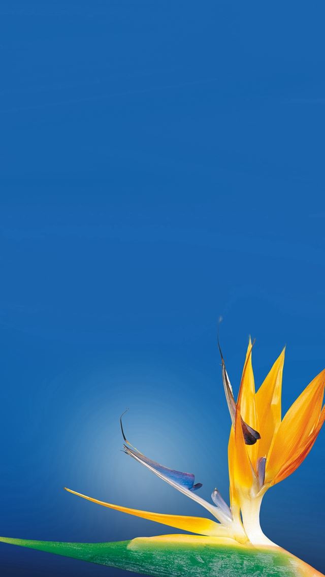 640x1136 Bird Of Paradise Flower Close Up - pure iPhone Wallpaper